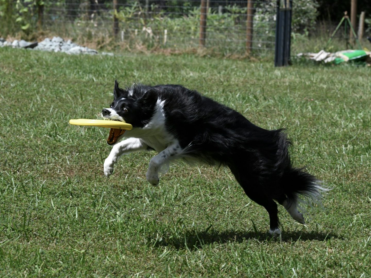Ein Hund der mit seiner Schnauze eine Frisbee Scheibe fängt.