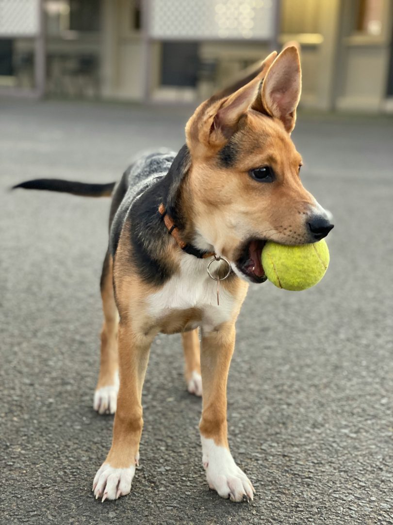 junger Hund mit einem Tennisball im Maul